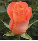 AmazoneRose