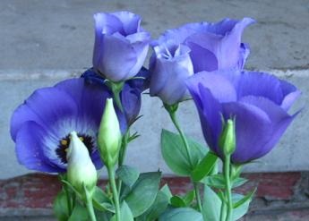 Buds Blue