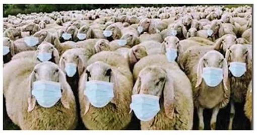 Sheep With Masks