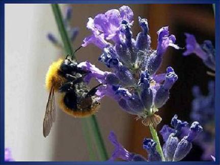 BeeOnLavender
