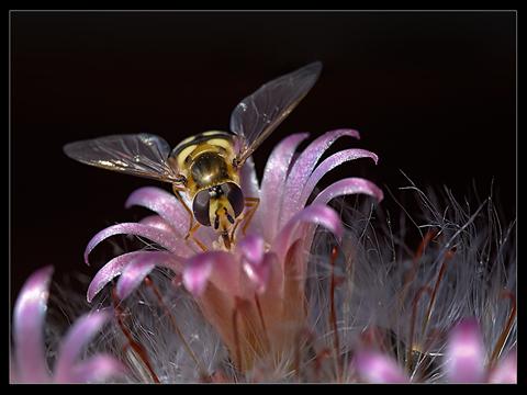BeeOnSapphireFlower