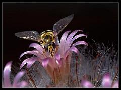 BeeOnPollen