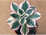DecorumFlower
