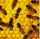 HiveWithBees