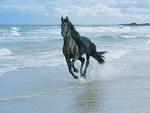 HorseSea