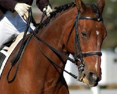 HorseReinsControl