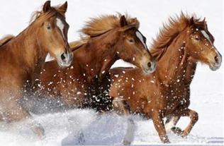 Horses3