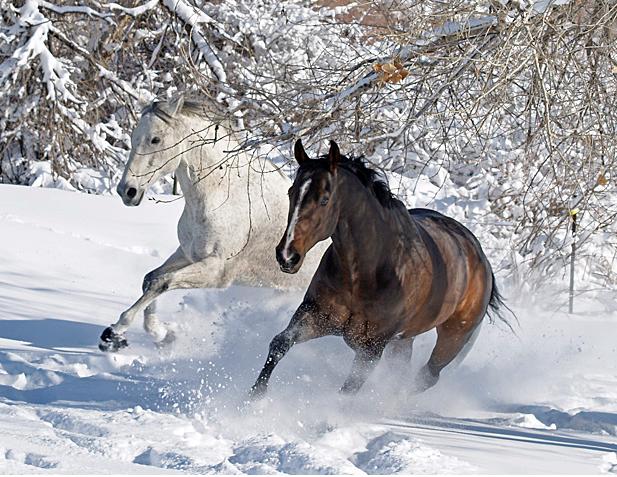 HorsesBW