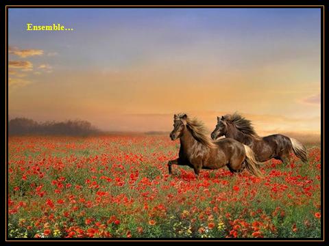 HorsesInFlowers