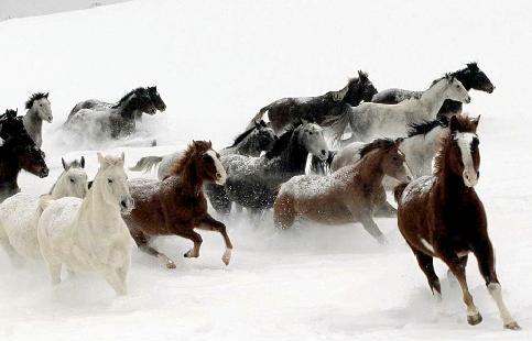HorsesInSnow