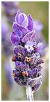 Lavender Plant