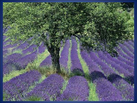 Lavender