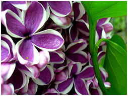Lilac