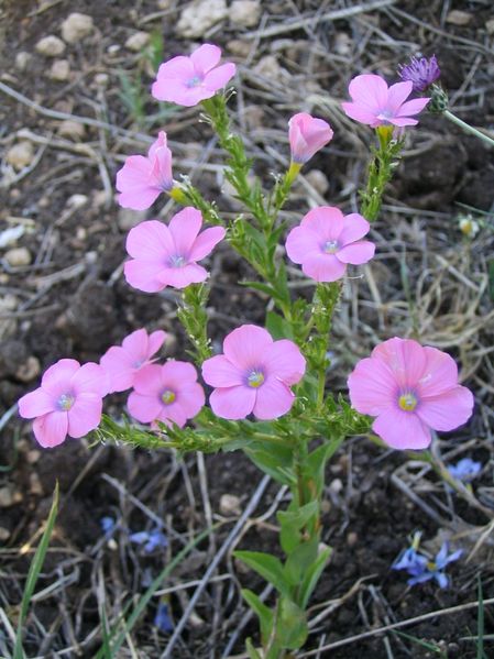 LinenFlower