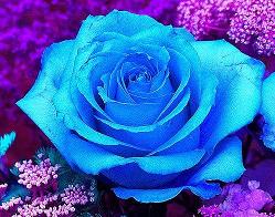 RoseBlue