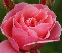 RosePink