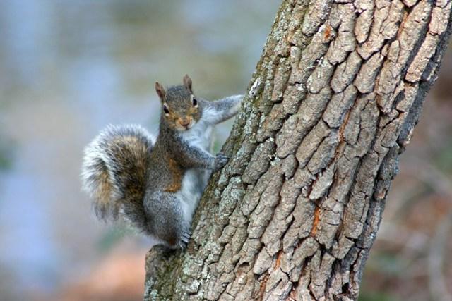 SquirrelOnTree