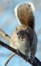 Squirrel