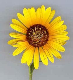 SunflowerImperfection