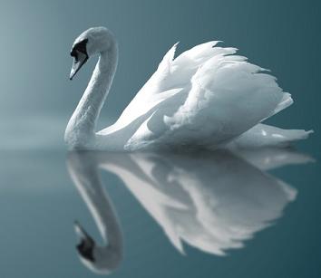 SwanReflection