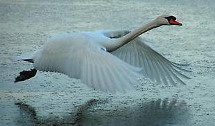 SwanTakingOff