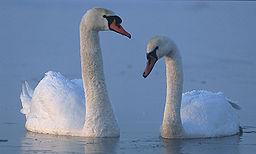 SwanCouple
