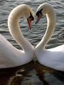 SwansHeart