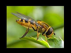 HoneyBee